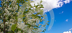 Beautiful flowering bird cherry branches on a Sunny spring day. bird cherry blossoms on a bright blue background sky