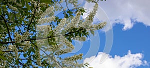 Beautiful flowering bird cherry branches on a Sunny spring day. bird cherry blossoms on a bright blue background sky