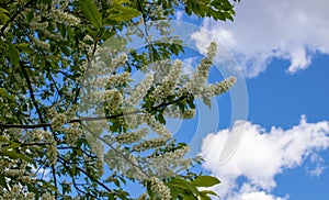 Beautiful flowering bird cherry branches on a Sunny spring day. bird cherry blossoms on a bright blue background sky