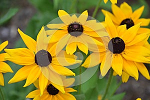 Beautiful Flowering Black Eyed Susan Blossoms in a Garden