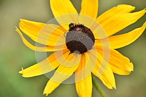 Beautiful Flowering Black Eyed Susan Flower Bloom