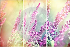 Beautiful flowering, blooming purple flowers in meadow