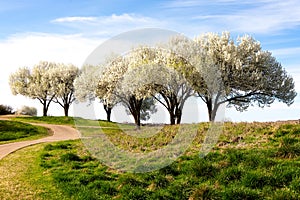 Beautiful flowering Bradford pear trees in springtime in Texas