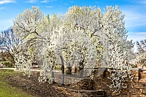 Beautiful flowering Bradford pear trees in springtime in Texas