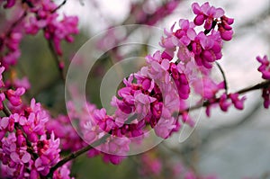 Beautiful flowering branches cersis juda tree pink bloom in the spring garden photo