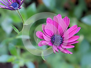 Beautiful flowering bush of Osteospermum. The magenta-lilac color petal flowers in shallow depth of field. They are