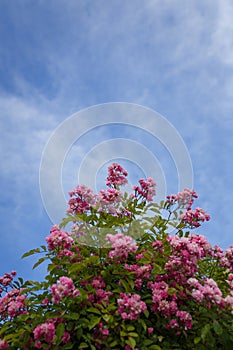 Beautiful flowering bush with pink french gallic rose or damascus rosa shrub in blossom, blue cloudy sky background, vertical shot