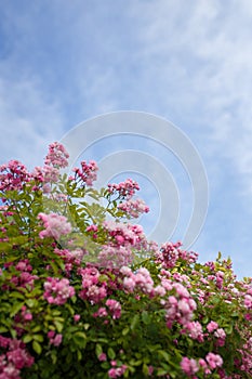 Beautiful flowering bush with pink french gallic rose or damascus rosa shrub in blossom, blue cloudy sky background, vertical shot