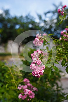 Beautiful flowering bush with pink french gallic rose or damascus rosa shrub in blossom, close up shot