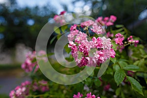 Beautiful flowering bush with pink french gallic rose or damascus rosa shrub in blossom, close up shot