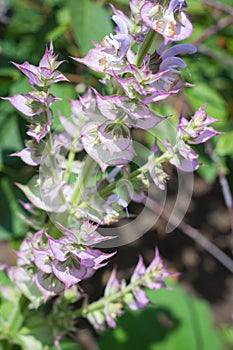 Beautiful flowering bush of sage against the backdrop of a bright garden in the summer