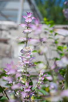 Beautiful flowering bush of sage against the backdrop of a bright garden in the summer