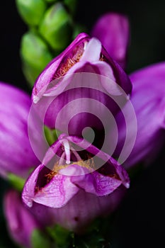 Beautiful flowering Chelone, also known as pink or red turtlehead of the family of Plantaginaceae.