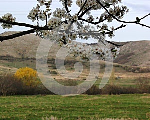 beautiful flowering cherry branch, mountains in the background and lush white clouds