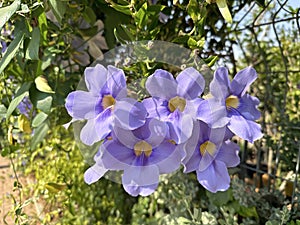 Beautiful flowering of a climbing plant Thunbergia grandiflora (Latin - Thunbergia grandiflora