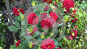 Beautiful flowering Dahlia Bush of maroon color. The bee pollinates the flowers of the shrub. Summer-autumn