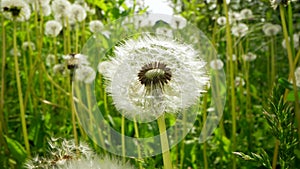 Beautiful flowering dandelion grass. Bees collect pollen, nectar and honey from yellow flowers. macro plant