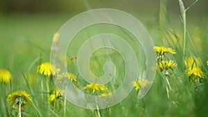 Beautiful flowering dandelion grass. Bees collect pollen, nectar and honey from yellow flowers. Slow motion