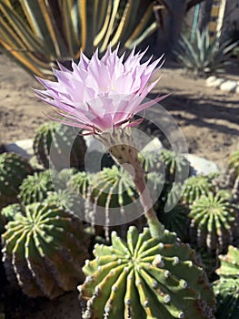 Beautiful flowering Echinopsis Eyriesii lat.- Echinopsis Eyriesii