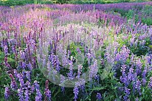 Beautiful flowering field with Salvia officinalis and Vicia cracca.