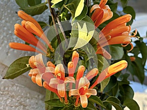 Flamevine or orange trumpet vine (lat.- Pyrostegia photo