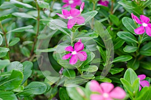 Beautiful flowering flowers