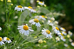 Beautiful flowering flowers - marguerites. Summer natural colorful background.Leucanthemum Mill