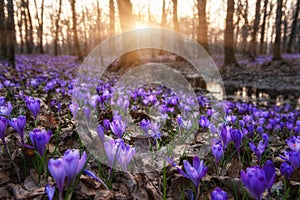 Beautiful flowering forest with a carpet of wild violet crocus or saffron flowers at sunset, amazing landscape, early spring