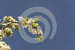 Beautiful flowering fruit trees. Blooming plant branches in spring warm bright sunny day. White tender flowers background