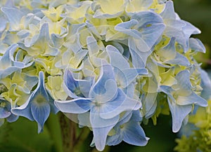 Beautiful flowering Hydrangea Macrophylla Enziandom with  blue flowers.