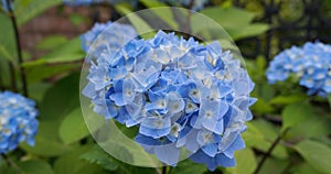 Beautiful flowering Hydrangea Macrophylla Enziandom with  blue flowers.