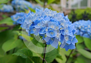 Beautiful flowering Hydrangea Macrophylla Enziandom with  blue flowers.