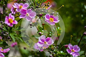 Beautiful flowering Japanese anemone