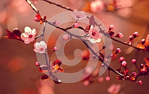 Beautiful flowering Japanese cherry photo