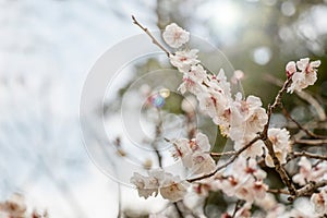 Beautiful flowering Japanese cherry - Sakura. Background with fl