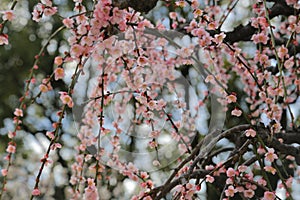 Beautiful flowering Japanese cherry - Sakura. Background with fl