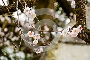 Beautiful flowering Japanese cherry - Sakura. Background with fl