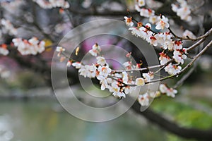 Beautiful flowering Japanese cherry - Sakura. Background with fl