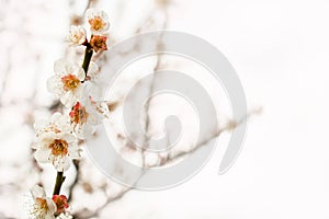 Beautiful flowering Japanese cherry Sakura. Background with fl