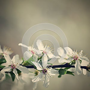 Beautiful flowering Japanese cherry Sakura. Season Background. Outdoor natural blurred background with flowering tree.