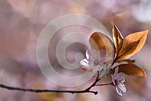 Beautiful flowering Japanese cherry Sakura. Season Background. Outdoor natural blurred background with flowering tree in spring.