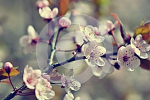 Beautiful flowering Japanese cherry Sakura. Season Background. Outdoor natural blurred background with flowering tree in spring.