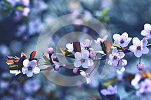 Beautiful flowering Japanese cherry Sakura. Season Background. Outdoor natural blurred background with flowering tree in spring.