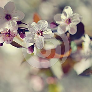 Beautiful flowering Japanese cherry Sakura. Season Background. Outdoor natural blurred background with flowering tree in spring.