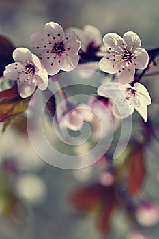 Beautiful flowering Japanese cherry Sakura. Season Background. Outdoor natural blurred background with flowering tree in spring.