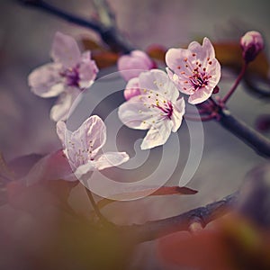 Beautiful flowering Japanese cherry Sakura. Season Background. Outdoor natural blurred background with flowering tree in spring.