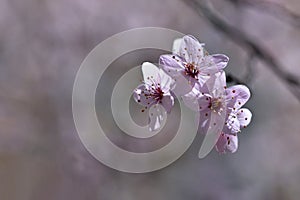 Beautiful flowering Japanese cherry Sakura. Season Background. Outdoor natural blurred background with flowering tree in spring.