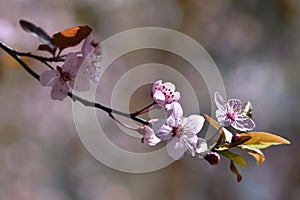 Beautiful flowering Japanese cherry Sakura. Season Background. Outdoor natural blurred background with flowering tree in spring.