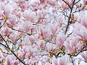 Beautiful flowering Magnolia pink blossom tree