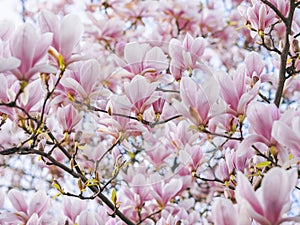 Beautiful flowering Magnolia pink blossom tree